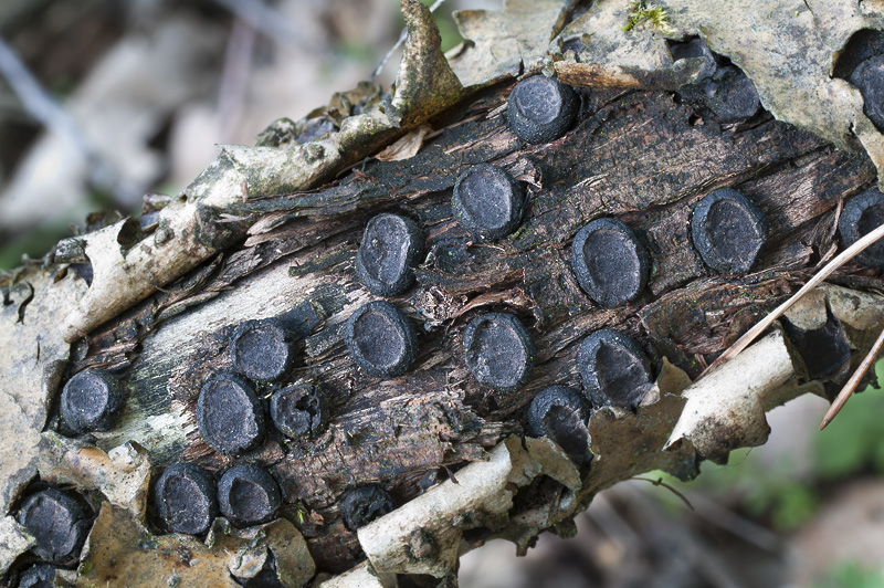 Biscogniauxia marginata